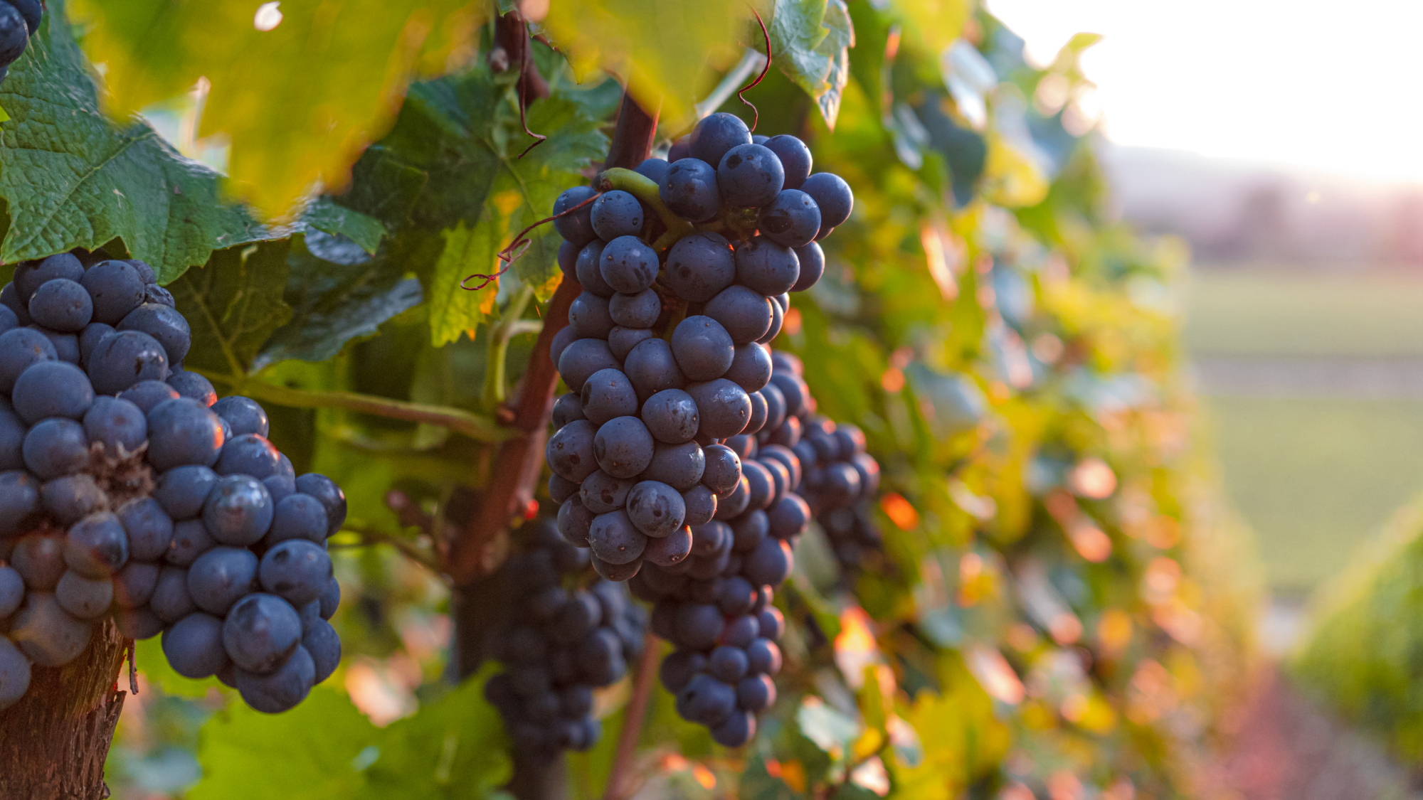 Виноград в больших количествах. Виноград во сне. К чему снится виноград. Где впервые появился виноград.