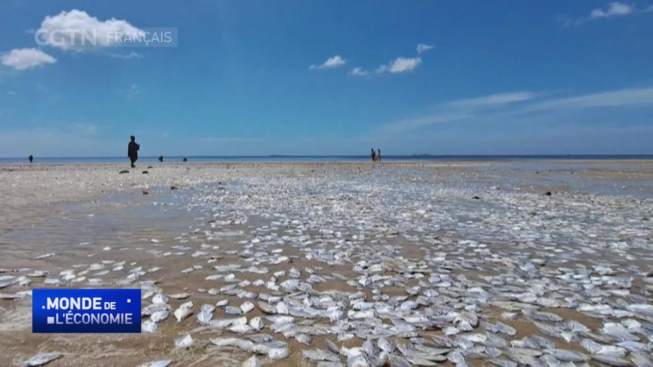 Crise Climatique Des Milliers De Poissons Morts Chou S Sur Une Plage En Tha Lande Cgtn