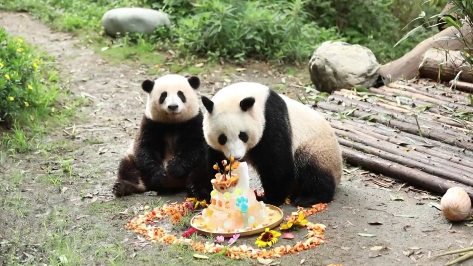 Chengdu : les pandas géants jumeaux « He Hua » et « He Ye » fêtent leur