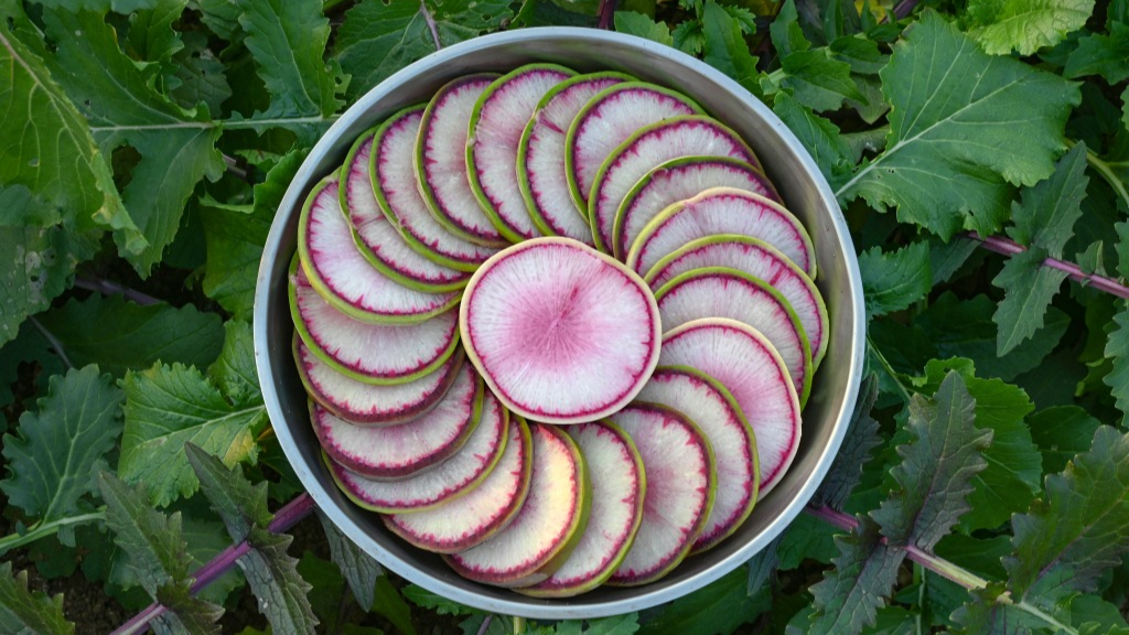 Shandong Une Nouvelle Vari t De L gumes De Serre Les Radis Aux shandong-une-nouvelle-vari-t-de-l-gumes-de-serre-les-radis-aux