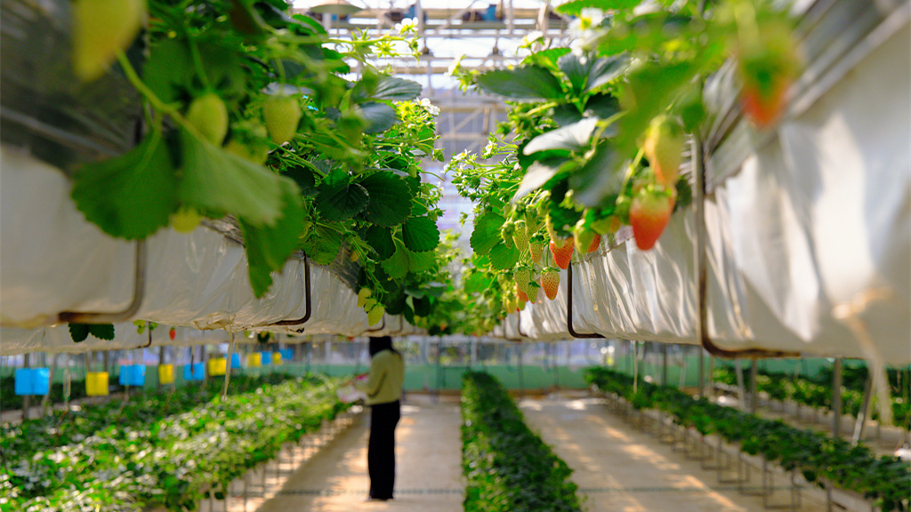 La plantation surélevée d une base de fraises à Kunming incite les