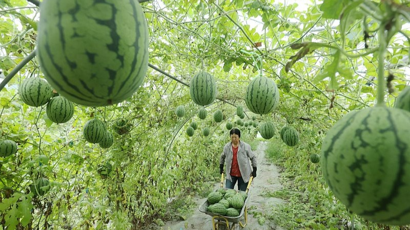 100 Filets Suspendus Pour Pastèques Et Melons 60 Cm - Réutilisables, Cordon De Serrage, Support Fruits Jardin