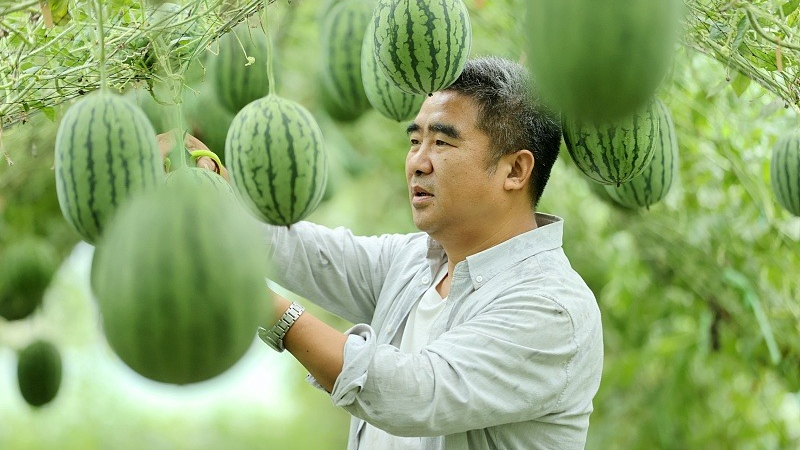 Lot De 100 Filets De Pastèque à Suspendre Avec Cordon De Serrage, Filet