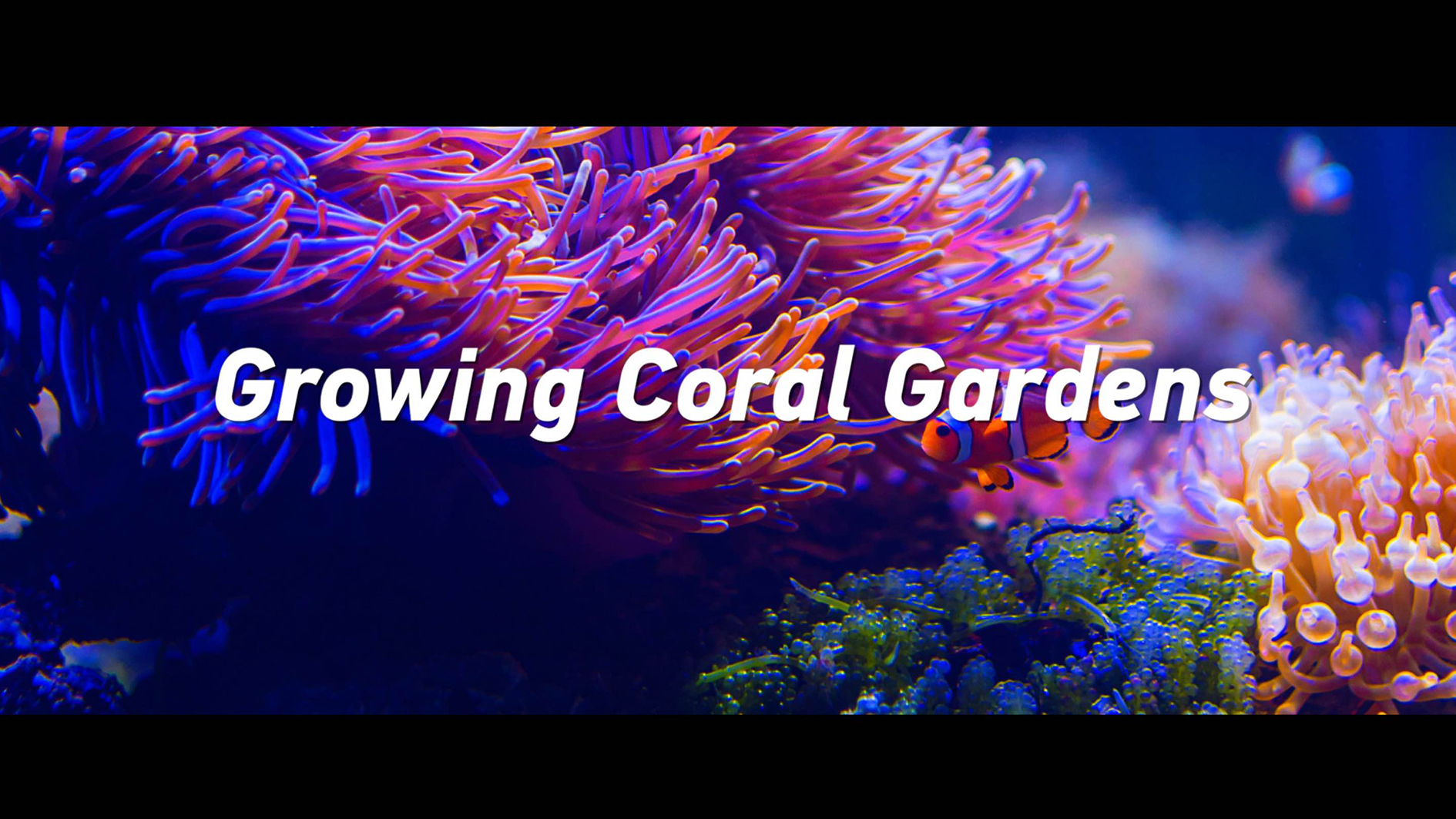 Cultiver des jardins de corail - CGTN