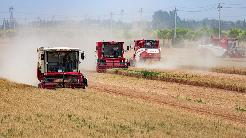 La moisson du blé bat son plein au Henan – plus de 5,58 millions d ...